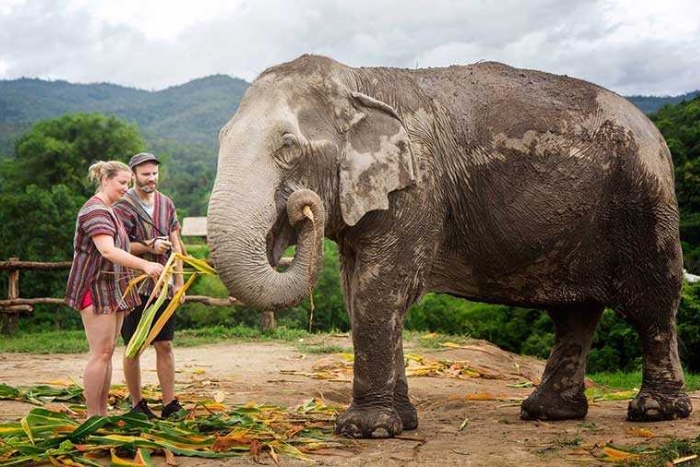 Explore the lives of animals at the Elephant Care Center